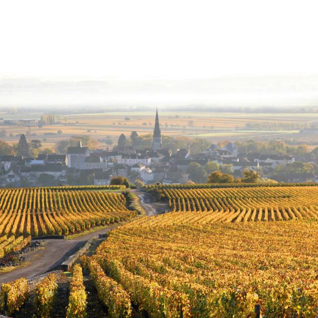 Vignoble de Meursault